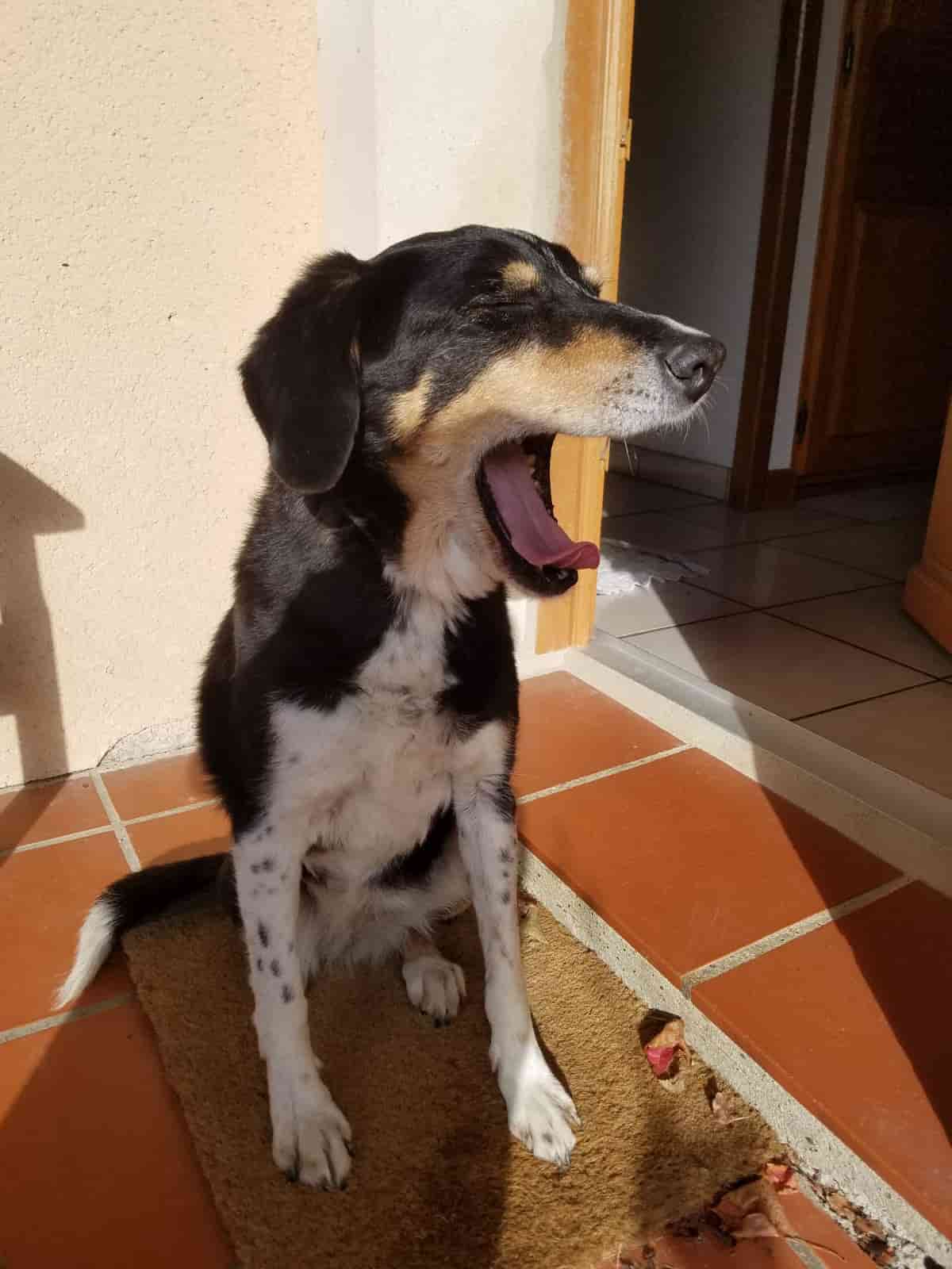 doggo